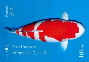 New World Record 203Million Yen 101cm Sakai Kohaku S Legend 1 e1538754988622