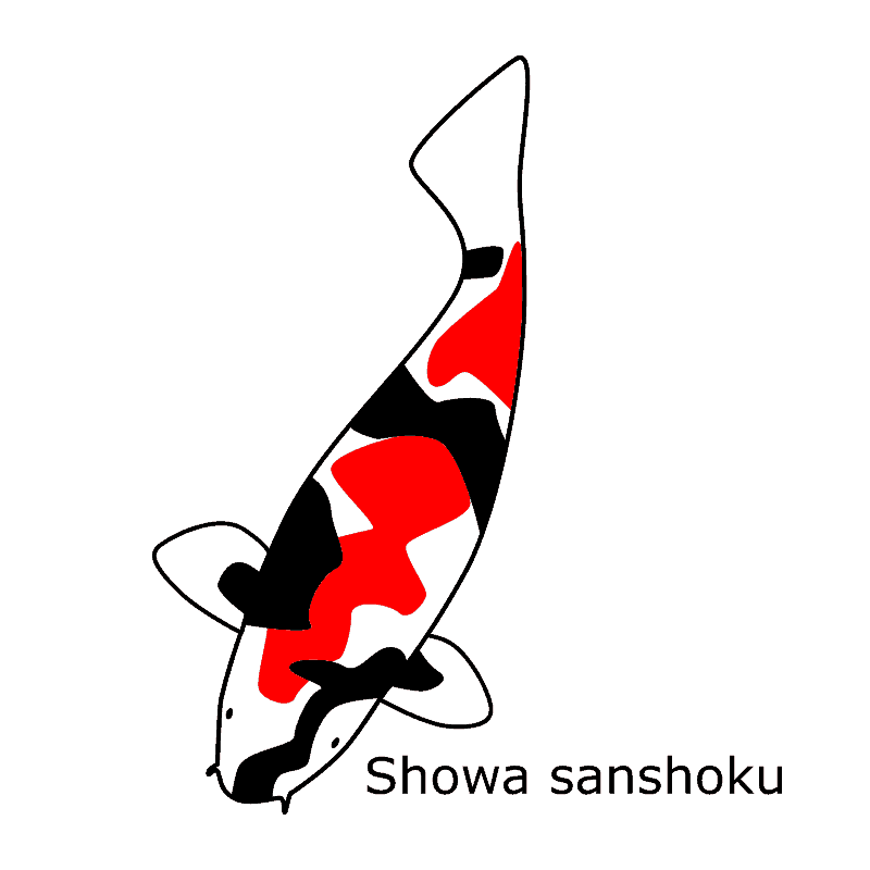 โชว่า (Showa) showa koi