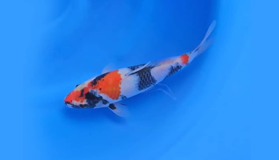 โชว่า (Showa) showa