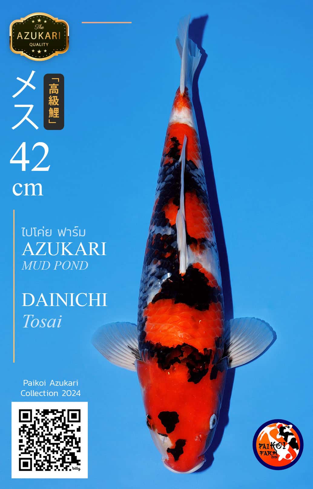Azu 0008 Dainichi Koi Farm 42 Female azu-0008-dainichi-koi-farm-42-female