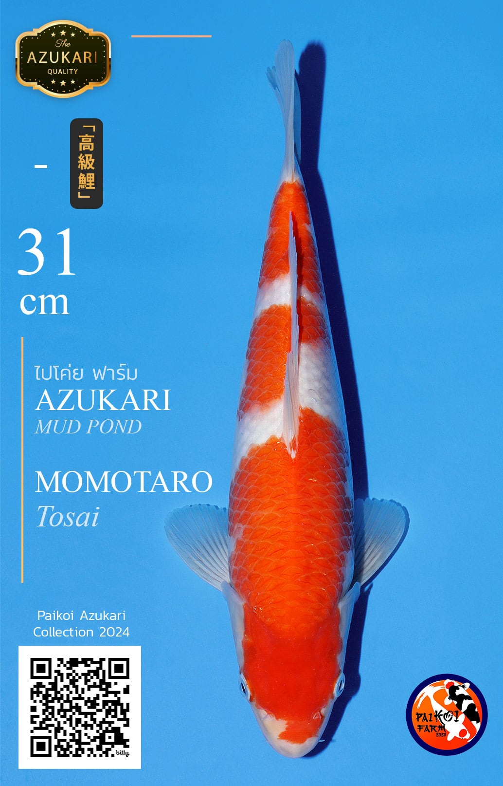 Azu 0011 Momotaro Koi Farm 31 Unknow azu-0011-momotaro-koi-farm-31-unknow